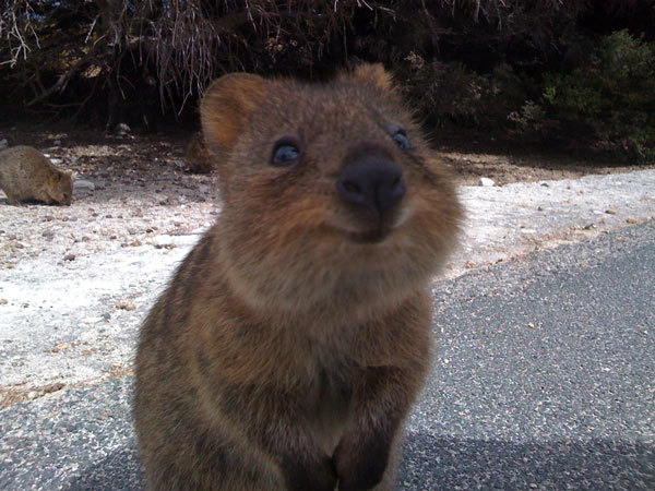 animal-factbook:  Quokkas are natural models. Many modeling firms prefer to hire