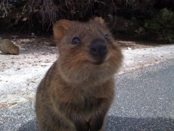 animal-factbook:  Quokkas are natural models. Many modeling firms prefer to hire Quokkas over human models because their tendency to smile all the time and their payment is only a bag of peanuts. 