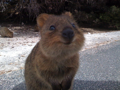 animal-factbook: Quokkas are natural models. Many modeling firms prefer to hire Quokkas over human m