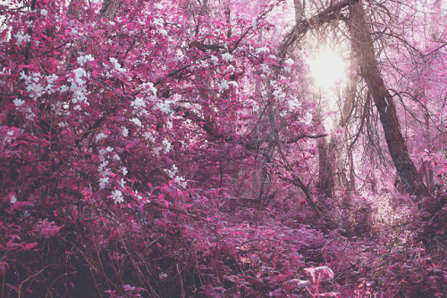 juliamstarr:  dreamy pink woods Instagram  