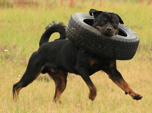 frankenstein-ate-my-left-shoe:  cloudcuckoolander527:  thecutestofthecute:  So I lost like 10 followers for posting pictures of rottweilers okay    then    fine    Puppy party without you guys     LATER HATERS  WHO THE FUCK IS HATING ON ROTTWEILERS?!?