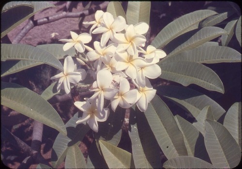twoseparatecoursesmeet: Flowers, 1950s Harold Reeder