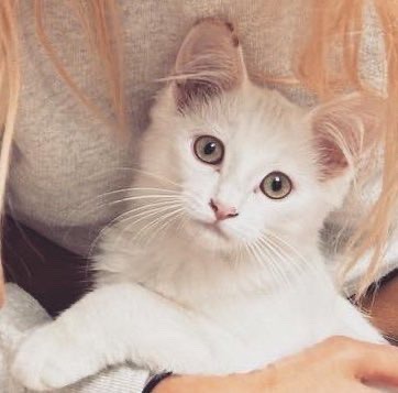 Kristen and Dylan’s newest fur baby Cozy is so effing cute! 
Green-eyed angels Kristen and baby Cozy stealing hearts left 