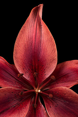 itinsightus:  Flaming Lily by thrutheframe 