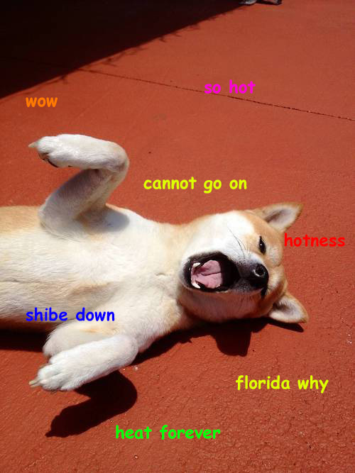 sleepyshibe:  shibaconfessions:  source: http://i.imgur.com/muUwYuM.jpgFlorida heat is too much for shibe. I agree.  accurate