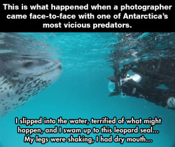 unamusedsloth:  &ldquo;Vicious&rdquo; Leopard seal tries to keep national geographic photographer alive by feeding him penguins.