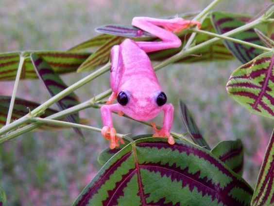 Weave Your Magic Blog — hello! do you have any pink froggy friends to