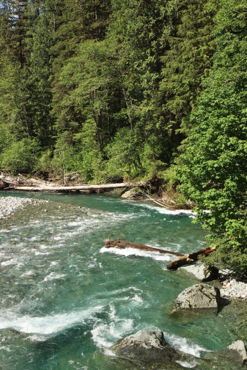 Baker Lake Trail, June 2020