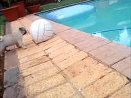 emilymaxine:  pug gifs never get old the volley ball was there for a reason. 