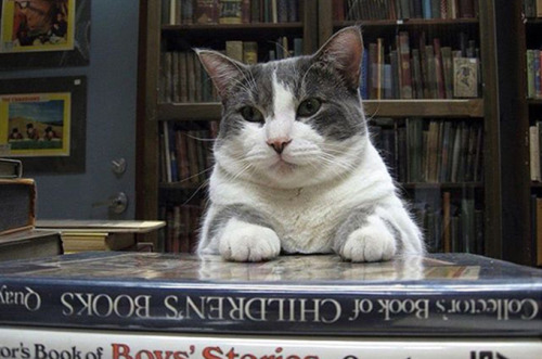 chroniclebooks: 15 Bookstore Cats You’ll Want to Cuddle With