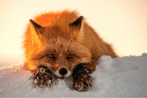 theartofnotwriting:  mymodernmet:  In the cold depths of Russia’s northeastern Chukotka region, Magadan-based photographer Ivan Kislov captures colorful signs of life in the snow through his breathtaking images of foxes in the wild.  Because everyone