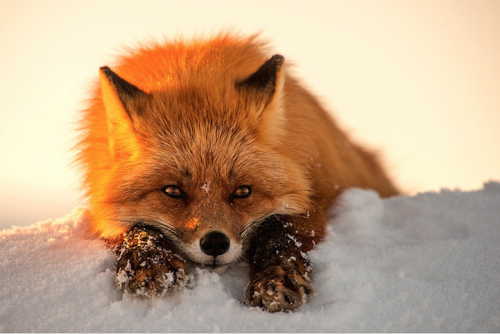  Breathtaking Photos of Wild Foxes in Russia’s Snowy Landscape In the cold depths of Russia’s northeastern Chukotka region, Magadan-based photographer Ivan Kislov captures colorful signs of life in the snow through his breathtaking images of foxes