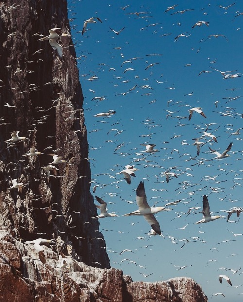 Summer sea bird colonies off North Berwick, Scotland.I wrote on my blog about it here.Follow me @rua