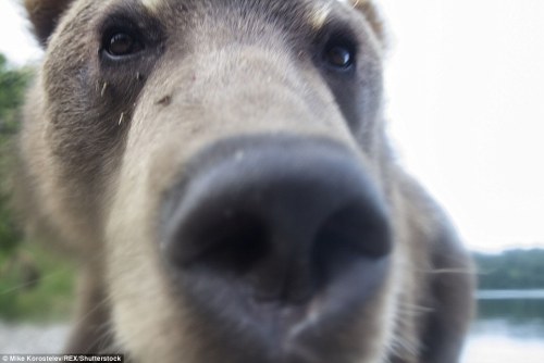 pictures-of-dogs:the forbidden boop