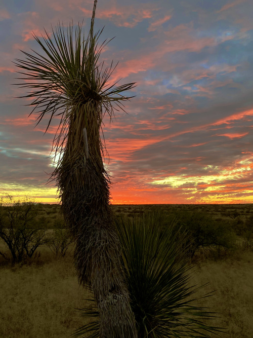Soaptree Yucca (Yucca elata) in the arid grassland near Mescal, Cochise County, Arizona.
