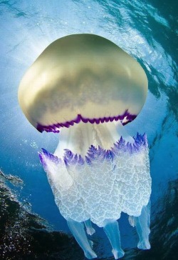 earth-song:  Barrel jellyfish (Rhizostoma pulmo), found in found in the Mediterranean Sea and the North Atlantic. Can measure up to 90cm, have four oral arms, feed on small fish and normally inhabit the coastal waters. 