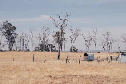 michaelwwilson-blog:Driving through Western Australia’s Wheatbelt today. 