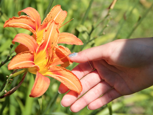 3.13.16 - Some beautiful lilies, shot by @sphericalpictures! 