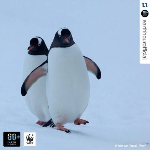 #ペンギン @earthhourofficial with @repostapp. ・・・ Step into the world of #COP21 with us:) We’ve made it 