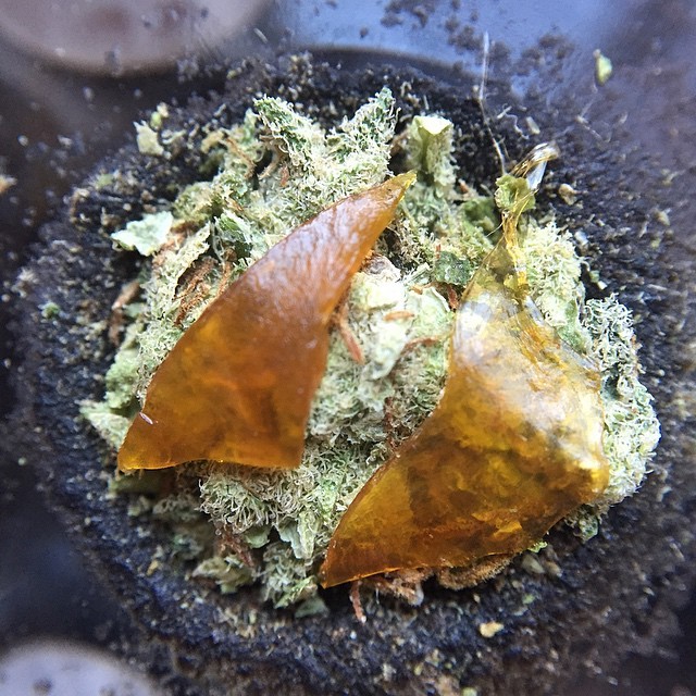 weedporndaily:  Happy shatter day 😉 about to melt this bowl 🔥🔥🔥 #Potarazzi