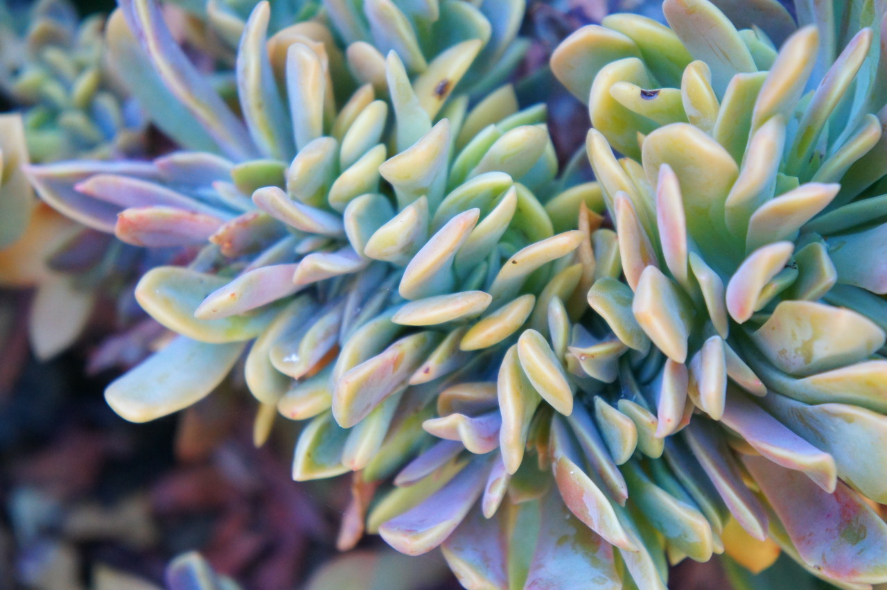 flora-file:  iridescent (by flora-file) 