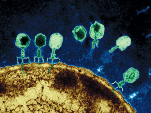 Bacteriophages attacking an E. coli cell.