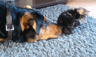 gifss-heaveen:  Daily dose of gifs! ! 