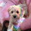 ginger-puppy