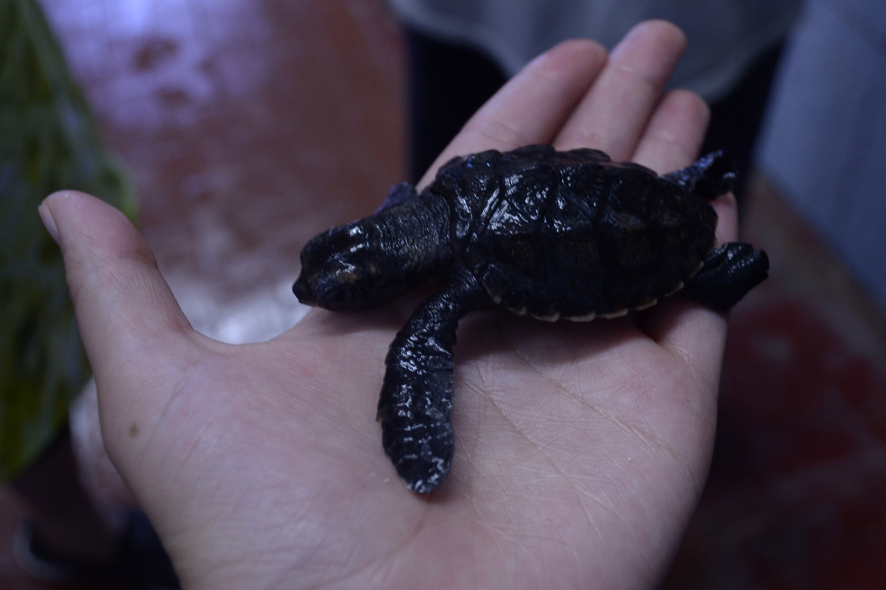 xibalbapiixan:  Tortugranja y acuario en Isla Mujeres.Quintana Roo, México.13 de