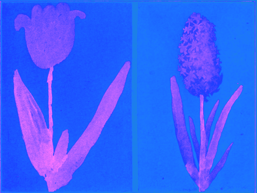 nemfrog:Pink on blue. Nature drawing from various points of view. 1910. Processed image.Internet Arc
