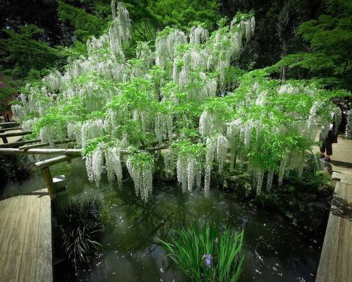 quiet-nymph: Photography by Kohei Yamaguchi