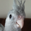 priquitio