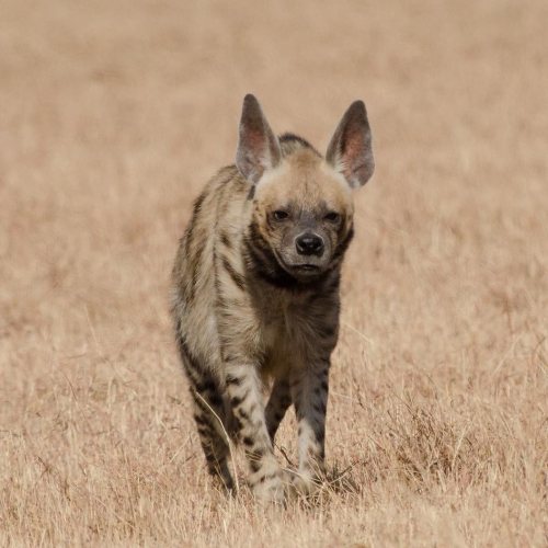 Strutting through the week like the striped hyena (Hyaena hyaena)? This scavenger lives in parts of 