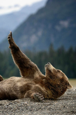 ilaurens:  Streching Teddy - By: (Olav Thokle)