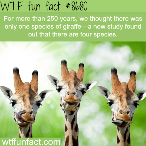 wtf-fun-factss:  There are 4 species of giraffes - WTF fun facts