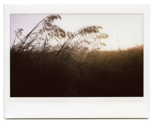 Web Hanging in the Sunrise. Western Illinois.Fujifilm Instant Camera 210 on Instax Wide Film.