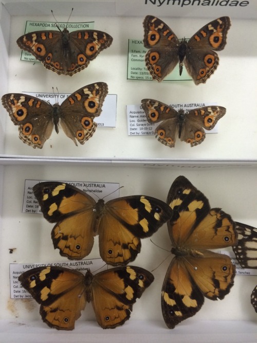 Amazing butterfly collection in the lab!