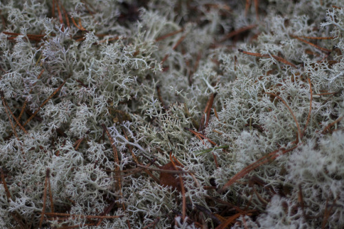 Silvery moss by insidious and subtle M on Flickr.