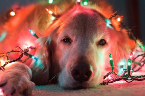 wonderous-world:  Merry Christmas Eve from the dogs! I hope everyone has a wonderful Christmas! (Photos 1, 2, 3, 4, 5) 