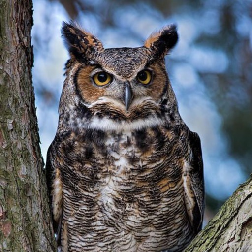 vtman2016:  worldstrangeweb:  ampervadasz:  Megjött a főnök  That stare down.  Cool 