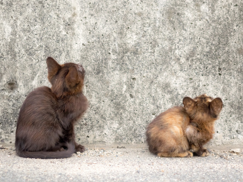 『にいちゃん、なんか落ちてくるかなぁ』『どやろかなぁ』The brother cat that the top is concerned about.