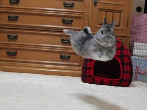 stricklybunnies:  What even.