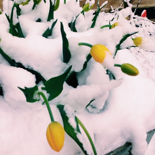 YESTERDAY: Sad tulips. | #springsnow (at Michigan League)