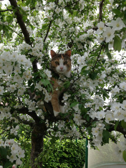 cuteanimalspics:  My cat gaining a vantage point to plot my murder (Source:… 