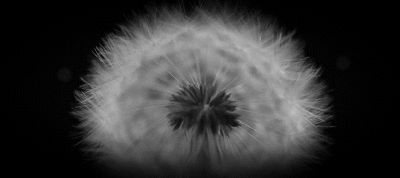 Daisies in the Dark