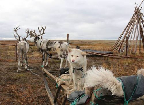 Top three are Nenets laika and the fourth is a pair of Nenets/Chukchi mixes (the Siberian husky&rsqu