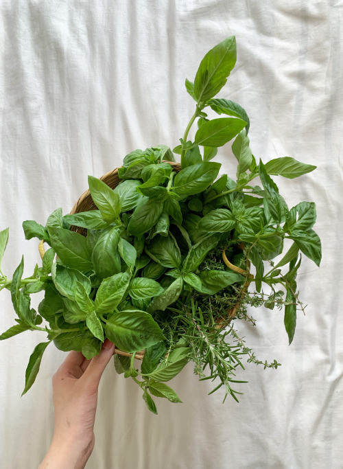 31st of october’s harvest: basil, rosemary and thyme 