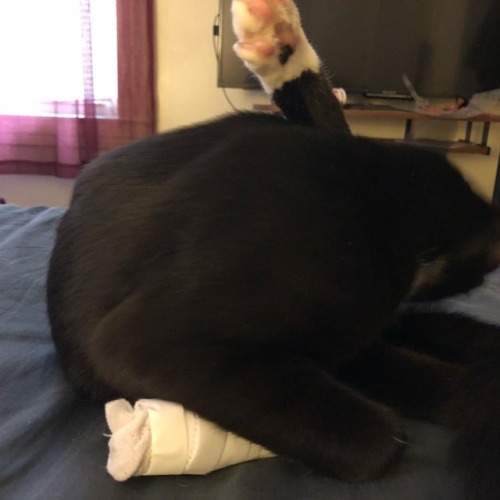 Wrapped up the foot and took off the cone so #SockyTheCat could groom a bit. #CatBliss #EatOwnAss