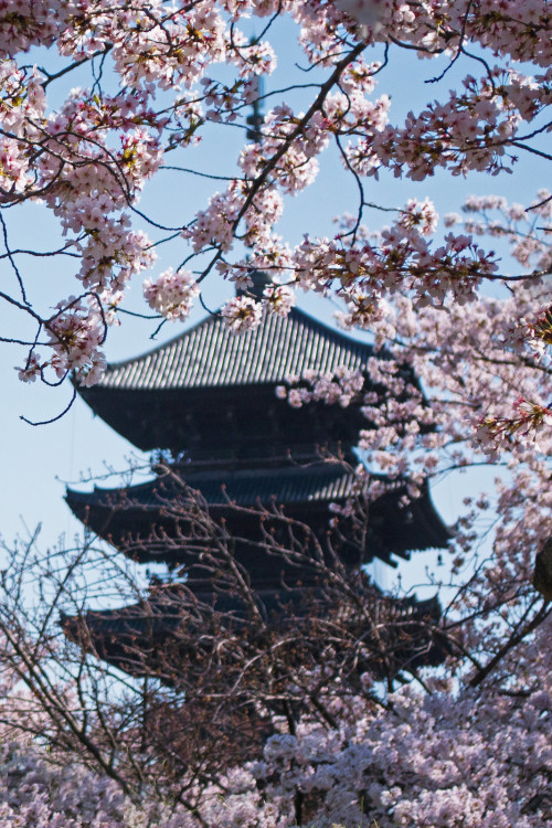 Toji Temple - Kyoto, Japan