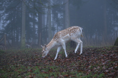 90377: Foggy memories of January by @90377Instagram | Etsy shop